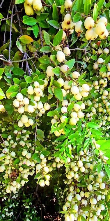 Murt (Mersin): Yaban mersini sanılarak alınan, sökülse de ölmeyip seramızda çiçek açan dirençli murtumuz.